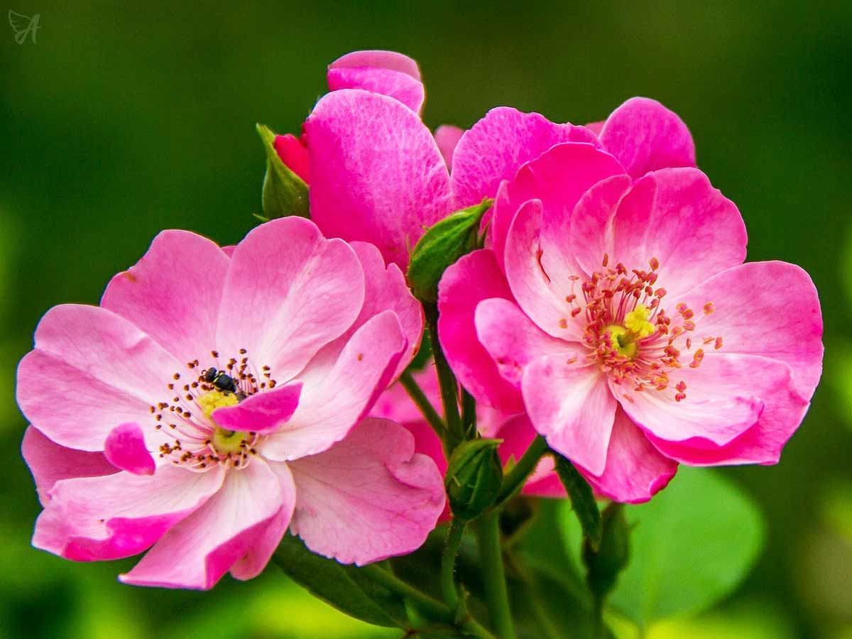 Pink Flower