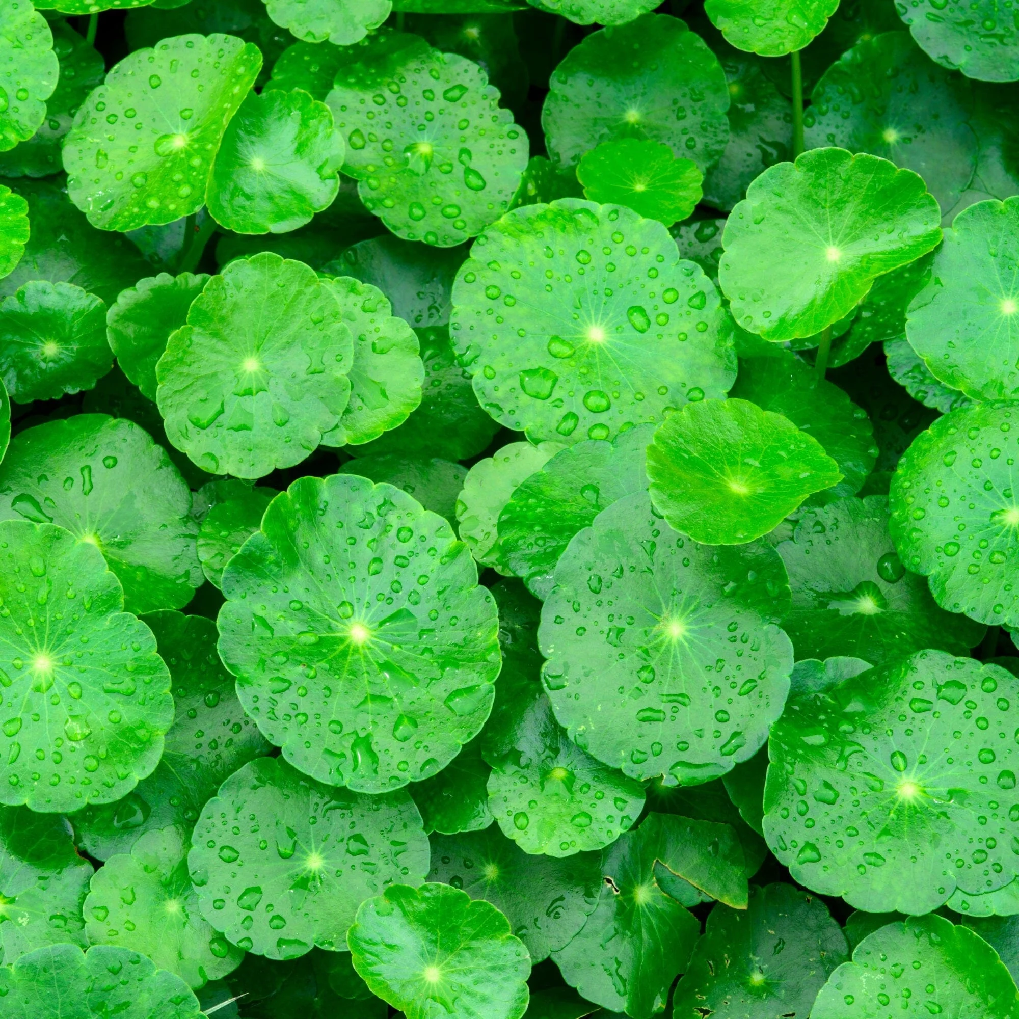 Leaves