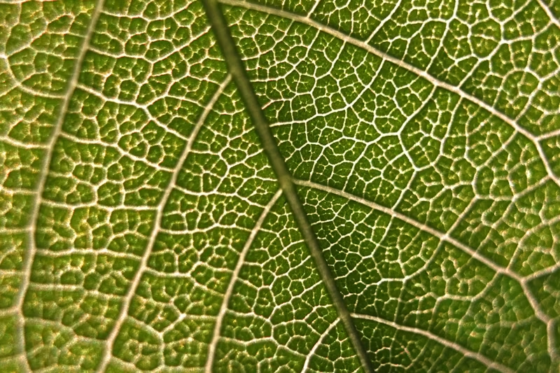 Leaf